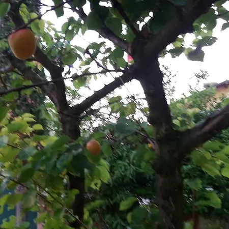 דירה Dreon